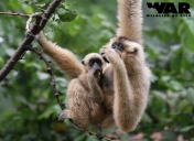 Yellow-cheeked Crested Gibbon