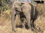 Asian Elephant  or Asiatic Elephant
