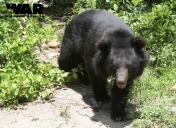 Asiatic Black Bear or Moon Bear