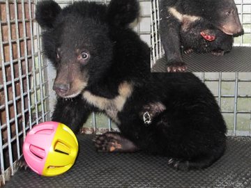 Rescue an injured baby wild Moon Bear for the first time