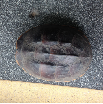 Rescued successfully Malayemys subtrijuga turtle