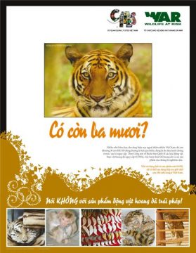 WAR Poster - Indochinese Tiger (Vietnamese)