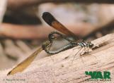 Dragonflies of Phu Quoc Island, South Vietnam