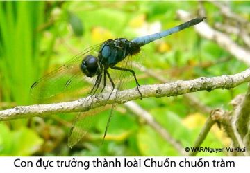 Phát hiện loài chuồn chuồn mới cho Việt Nam
