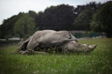 About the Rhino death