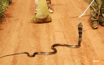 Snake rescuing stories hissing New Year of the Snake