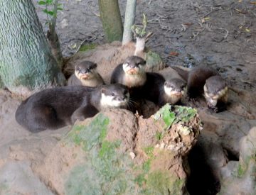 Seven otters born at Cu Chi WRS