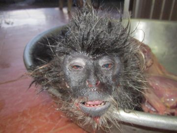 Imprison the four killers of Indochinese Silvered Langur on Phu Quoc Island