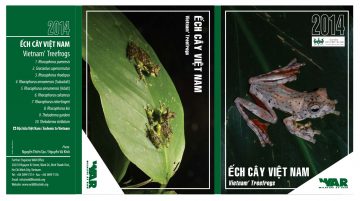Vietnam Treefrogs postcard