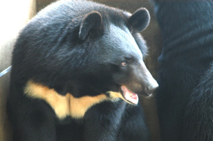 Hướng dẫn chăm sóc gấu, 2005 (Tiếng Anh)