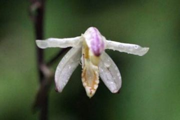 Apphylochisila Orchid of Phu Quoc, 2007. A Rare Orchid of Vietnam (Bilingual)