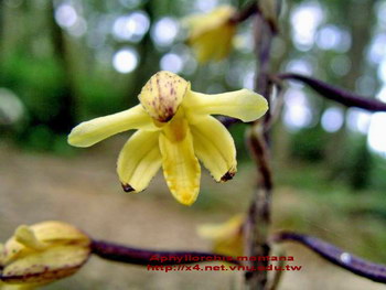 Malaxis Orchid of Phu Quoc., 2007. A New Orchid for Vietnam (Bilingual)