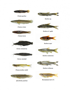 Initial Checklist of Freshwater Fish of Phu Quoc (Bilingual)
