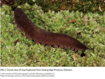 Second Record of Onychophora (Peripatidae) in Vietnam
