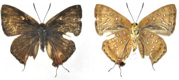 A butterfly of Lycaenidae family