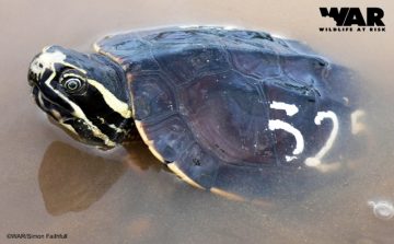 Malayan Snail-eating Turtle