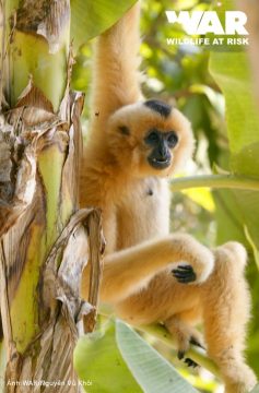 Yellow-cheeked Crested Gibbon