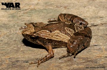 Ornate Narrowmouth Frog