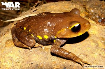 Yellow-spotted Spadefoot Toad