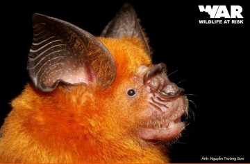 Intermediate Leaf-nosed Bat