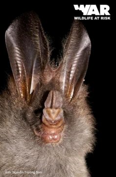 Lesser False Vampire Bat