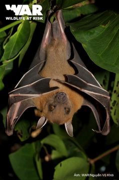 Report:  Bats(Chiroptera) of Bidoup Nui Ba National Park, Dalat Plateau, Vietnam