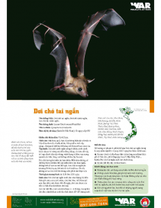 Lesser Short-nosed Fruit Bat