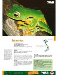 Black-webbed Tree Frog