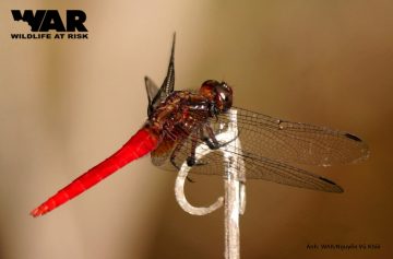 Dragonfly red online dsd