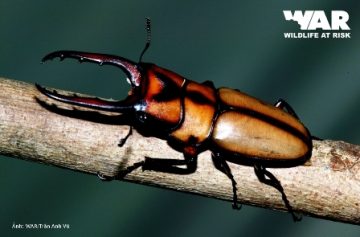 Stag Beetle - Lucanidae
