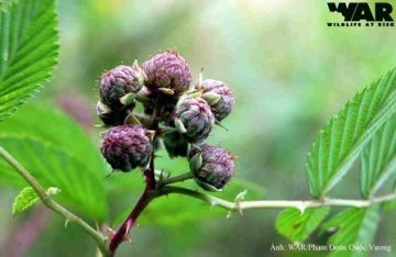 Rubus niveus