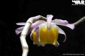 Dendrobium primulinum