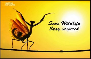 Save Wildlife stay inspired - Summer movement 2015