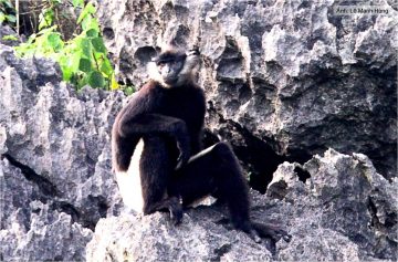 Some mammals and primates in Vietnam