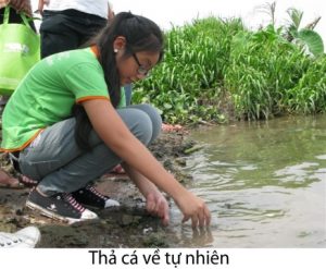 Releasing native fish to Sai Gon River again