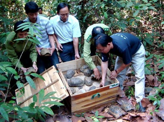 Cooperation to release more than 80 endangered turtles back to the wild ...