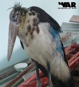 Rescue one Lesser Adjutant Stork