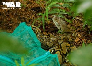 Release critical endangered snakes and pythons