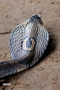 Welcome the Year of the Snake releasing endangered snakes