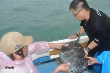 Tagging and releasing rescued sea turtles