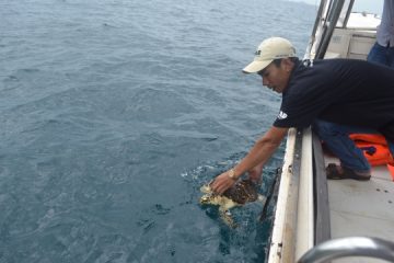 Releasing rescued sea turtles Hon Mun - Nha Trang