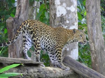 Wildlife At Risk and Government officials save endangered Leopard