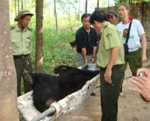 Rescue four more moon bears at Cu Chi Wildlife Rescue Station