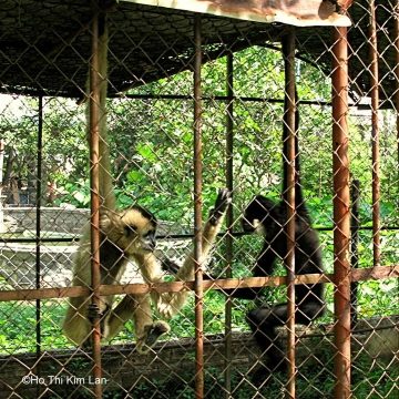 Rescue the Yellow-cheeked Crested Gibbon