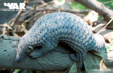 Pangolins rescued for first time