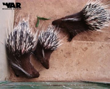 Local people hand over Porcupine to Cu Chi Wildlife Rescue Station