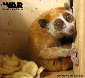Rescue an endangered Pygmy Loris