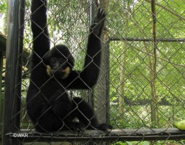 Northern Buffed-cheeked Gibbon rescued from Central Highlands