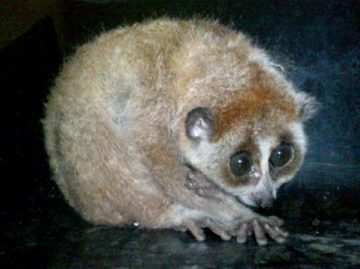 Local resident voluntarily hands over Pygmy Loris