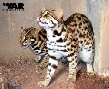Two Leopard Cats newly registered at Cu Chi Wildlife Rescue Station